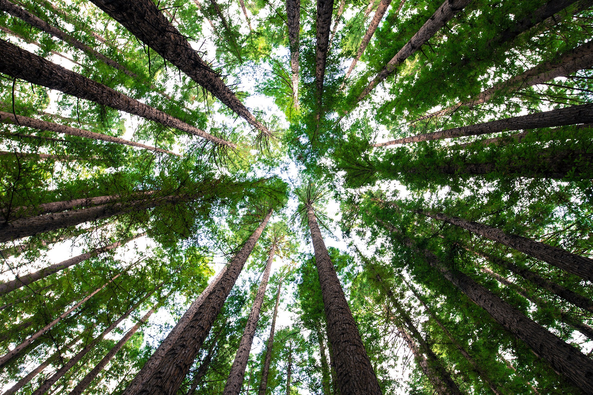 Alloy Wire planting trees for a better tomorrow - Alloy Wire International 4